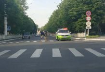 Шли по городу коровы Шли по городу коровы