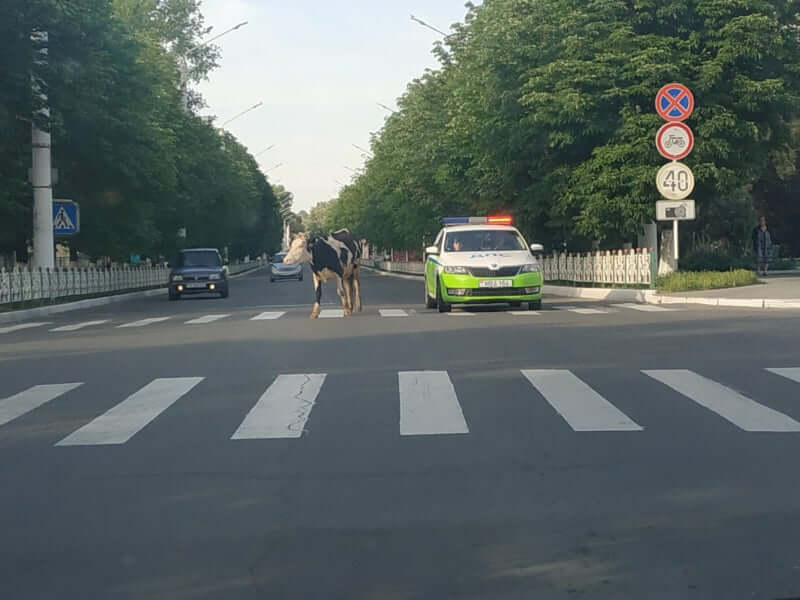 Шли по городу коровы