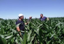 Засуха и апрельские заморозки уничтожили будущий урожай фруктов в Каменском районе