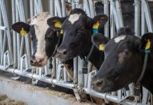 ООО «Фиальт-Агро» включено в реестр получателей субсидий за 2023 год Молочная ферма ООО "Фиальт-Агро"