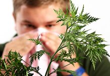 Аллергия на амброзию: как спастись? Аллергия на амброзию