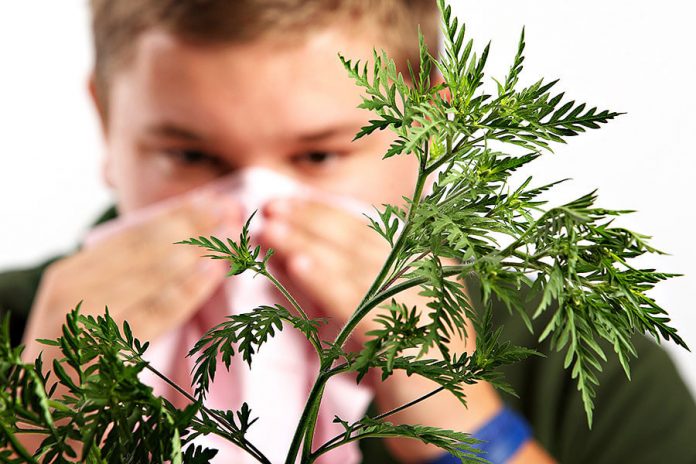 Аллергия на амброзию Аллергия на амброзию