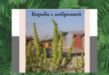 Борьба с амброзий: в Рыбнице утвержден перечень по профилактике появления этого растения Борьба с амброзией в Рыбнице