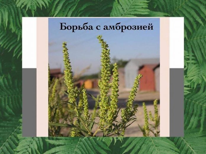 Борьба с амброзией в Рыбнице