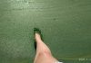 Кучурганское водохранилище позеленело Кучурганское водохранилище позеленело
