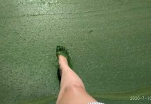 Кучурганское водохранилище позеленело Кучурганское водохранилище позеленело