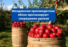 Неурожай яблок прогнозируют молдавские садоводы Молдавские производители яблок прогнозируют сокращение урожая