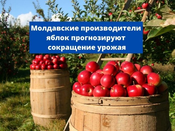 Молдавские производители яблок прогнозируют сокращение урожая