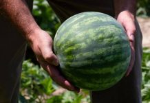 В Молдове резко падают цены на арбуз молдавский арбуз