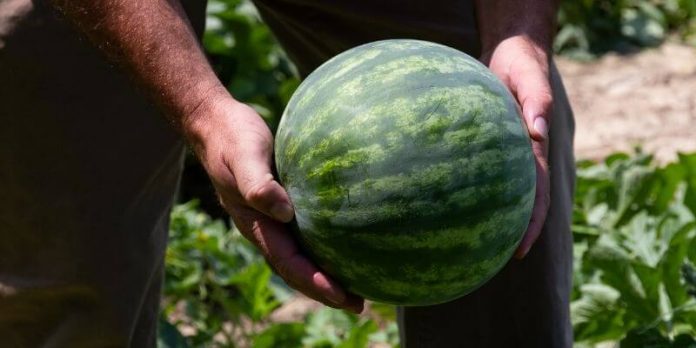 молдавский арбуз