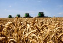 В Приднестровье ограничения на экспорт зерновых продлены до 31 декабря Ограничения на экспорт зерновых продлены