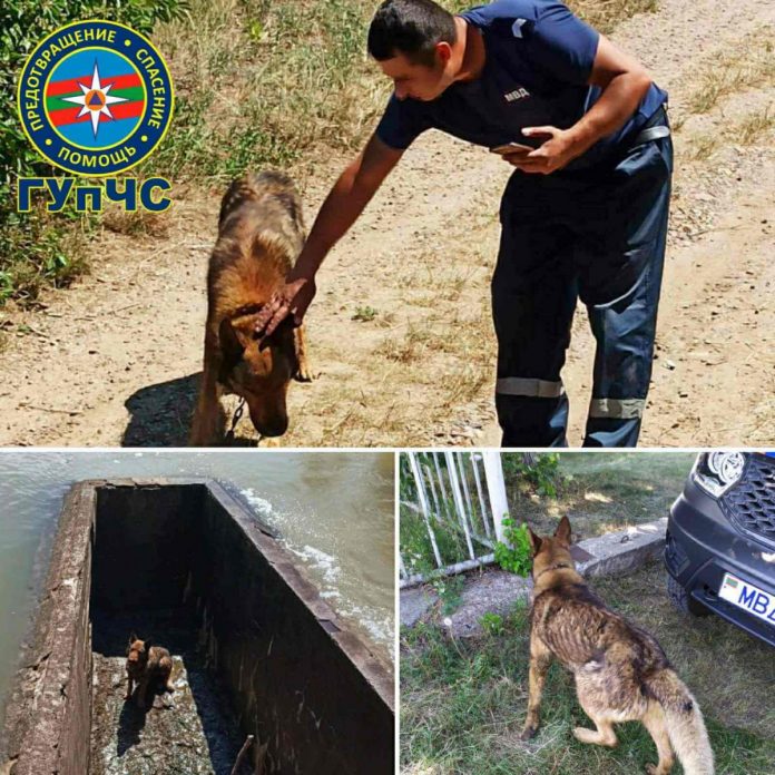 Спасатели вытащили овчарку со дня шлюза Спасатели вытащили овчарку со дня шлюза