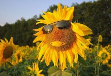 Погода 9 августа 2024 года в Приднестровье Жаркая погода