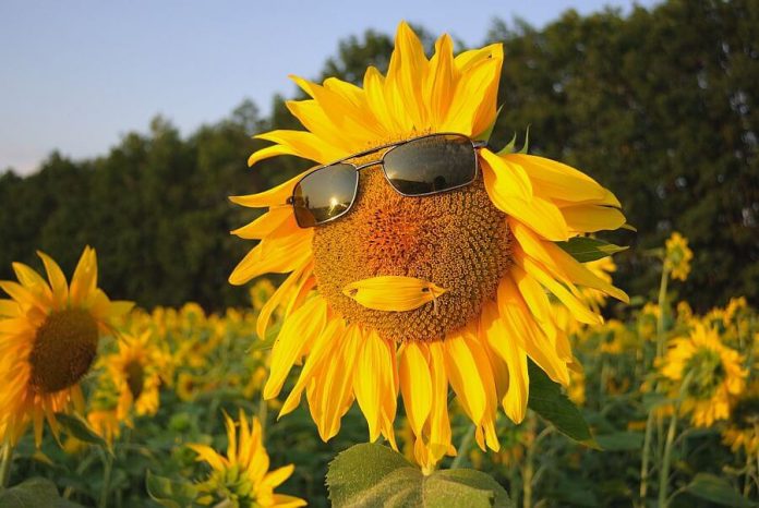 Жаркая погода Жаркая погода