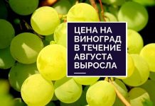 Урожай столового винограда в Молдове в 2020 году будет ниже прошлогоднего Цена на виноград в течение августа выросла
