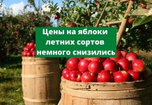 В Молдове выросли объемы экспорта яблок летних сортов в РФ цены на яблоки летних сортов немного снизились