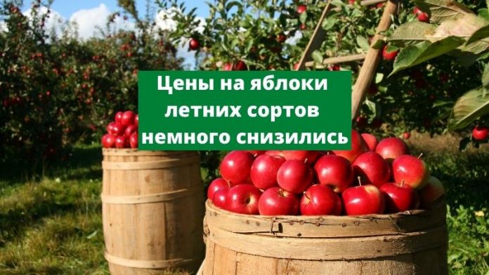 цены на яблоки летних сортов немного снизились