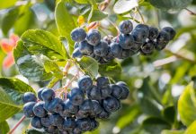 в Молдове завершается последний сбор ягод черноплодной рябины черноплодная рябина