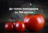 Как со 100 растений собрать до тонны томатов до тонны помидоров со 100 кустов