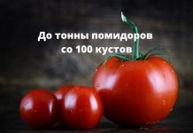 Как со 100 растений собрать до тонны томатов до тонны помидоров со 100 кустов