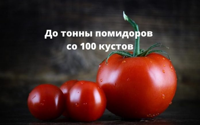 до тонны помидоров со 100 кустов до тонны помидоров со 100 кустов