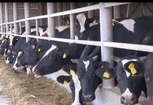 Объём производства молока в Приднестровье вырос практически в 2 раза дотации, коровы, молоко