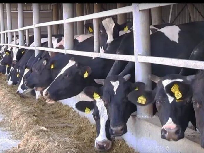 дотации, коровы, молоко