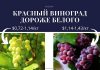 В Молдове виноград красных сортов дороже белых красный виноград дороже белого