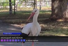 Молодой аист прогуливался по ул. Вальченко г. Рыбница