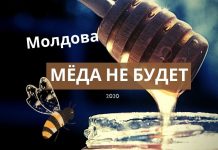 Мёда нет. Худший год для пчеловодов Молдовы Мёда не будет