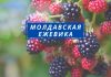 В Молдове дешевеет ежевика Молдавская ежевика