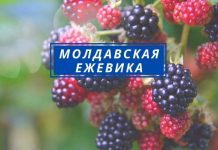В Молдове дешевеет ежевика Молдавская ежевика