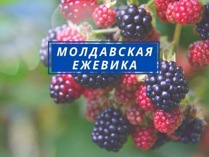 Молдавская ежевика