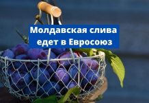 Слива из Молдовы едет в Германию Молдавская слива едет в Евросоюз