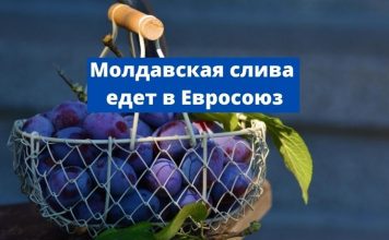 Слива из Молдовы едет в Германию Молдавская слива едет в Евросоюз