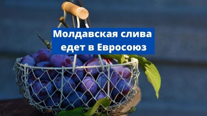 Молдавская слива едет в Евросоюз Молдавская слива едет в Евросоюз