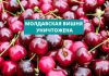 Вишню из Молдавии уничтожили в Подмосковье МОЛДАВСКАЯ ВИШНЯ УНИЧТОЖЕНА