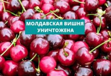 Вишню из Молдавии уничтожили в Подмосковье МОЛДАВСКАЯ ВИШНЯ УНИЧТОЖЕНА