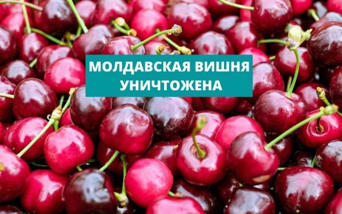 МОЛДАВСКАЯ ВИШНЯ УНИЧТОЖЕНА