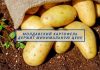 3,5-4 лея за кг картошки — минимальная цена в Молдове Молдавский картофель держит минимальную цену