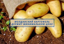 3,5-4 лея за кг картошки — минимальная цена в Молдове Молдавский картофель держит минимальную цену