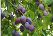 На молдавском рынке слива подешевела почти на треть Молдова: слива подешевела, но цена на нее все еще выше прошлогоднего уровня