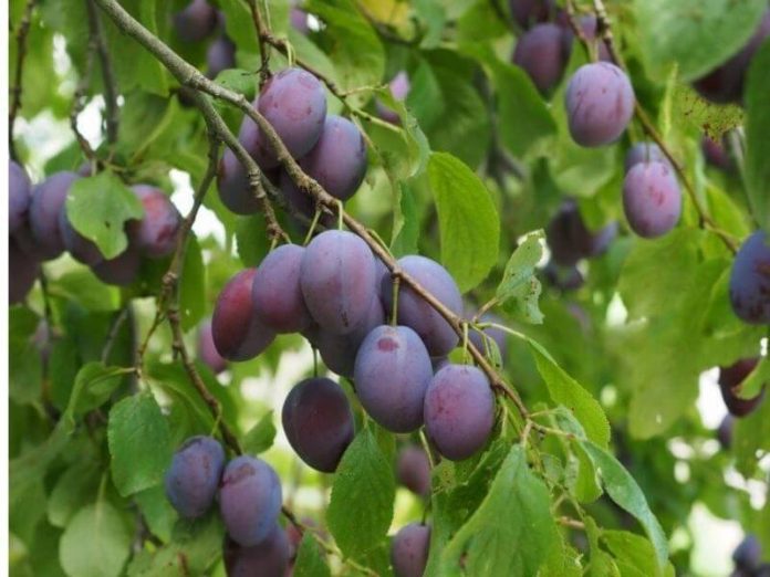 Молдова: слива подешевела, но цена на нее все еще выше прошлогоднего уровня