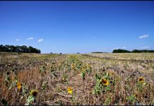 В некоторых районах Молдовы урожая подсолнечника и кукурузы 2022 года не будет вообще плохой урожай. кукуруза, подсолнечник