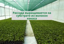 В Молдове появилась первая автоматизированная теплица по выращиванию безвирусной рассады земляники садовой Рассада выращивается на субстрате из волокон кокоса в теплице площадью около 4 тыс. кв. метров