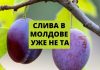 Урожай сливы в Молдове в 2020 году ниже чем в 2019 СЛИВА В МОЛДОВЕ УЖЕ НЕ ТА