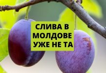 Урожай сливы в Молдове в 2020 году ниже чем в 2019 СЛИВА В МОЛДОВЕ УЖЕ НЕ ТА