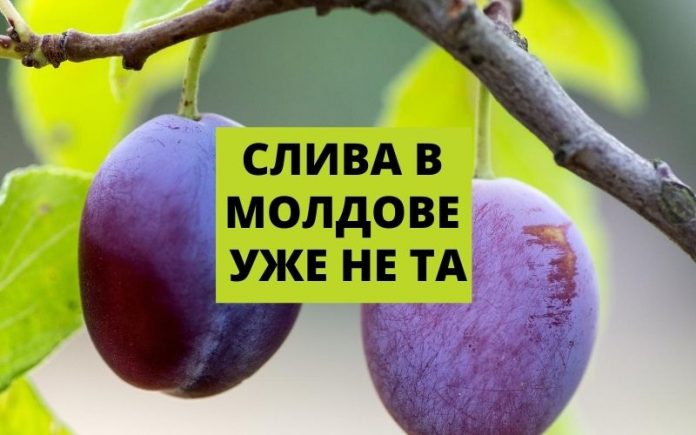 СЛИВА В МОЛДОВЕ УЖЕ НЕ ТА