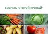 Какие культуры можно посадить, чтобы собрать второй урожай собрать _второй урожай_