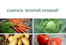 Какие культуры можно посадить, чтобы собрать второй урожай собрать _второй урожай_